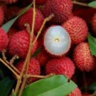 Guangdong Sweet Lychee Litchi Fruit 5 PCS Seeds