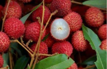 Guangdong Sweet Lychee Litchi Fruit 5 PCS Seeds