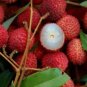 Guangdong Sweet Lychee Litchi Fruit 5 PCS Seeds