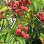Guangdong Sweet Lychee Litchi Fruit 5 PCS Seeds