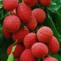Guangdong Sweet Lychee Litchi Fruit 5 PCS Seeds