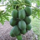 Guangxi Green Skin White Inside Giant Papaya Fruit 6 PCS Seeds