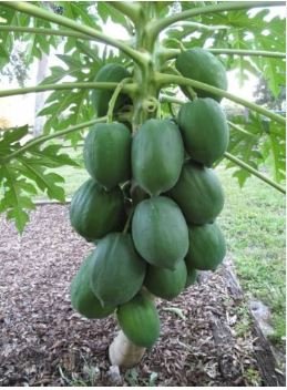Guangxi Green Skin White Inside Giant Papaya Fruit 6 PCS Seeds