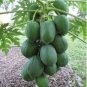 Guangxi Green Skin White Inside Giant Papaya Fruit 6 PCS Seeds