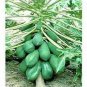 Guangxi Green Skin White Inside Giant Papaya Fruit 6 PCS Seeds