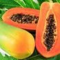 Guangxin Dark Green Skin Red Inside Papaya Fruits 6 PCS Seeds