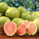 Guava 100 PCS Seeds Guava 100 PCS Seeds