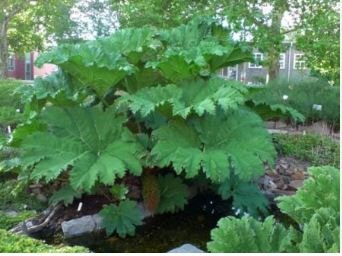 Gunnera Manicata 7 PCS Seeds