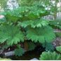 Gunnera Manicata 7 PCS Seeds