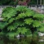 Gunnera Manicata 7 PCS Seeds