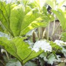 Gunnera Manicata Bonsai Also Called Giant Rhubarb Bonsa 50 PCS Seeds Gunnera Manicata Bonsai Also Called Giant Rhubarb Bonsa 50 PCS Seeds