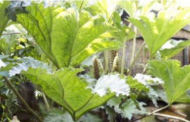 Gunnera Manicata Bonsai Also Called Giant Rhubarb Bonsa 50 PCS Seeds