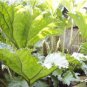 Gunnera Manicata Bonsai Also Called Giant Rhubarb Bonsa 50 PCS Seeds