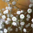 Gypsophila Paniculata Plant Outdoor & Indoor Perennial Garden Flower Ornaments 100 PCS Seeds