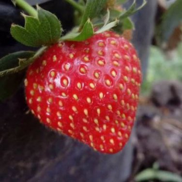 hailand Strawberry &acirc;��Kiwi&acirc;�� Seed Organic Sweet Fruit 300 PCS Seeds