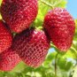 hailand Strawberry &acirc;��Kiwi&acirc;�� Seed Organic Sweet Fruit 300 PCS Seeds