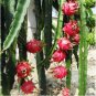 Hai'nan Pink Pitaya Dragon Fruit Cactus Plant 100 PCS Seeds