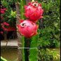 Hai'nan Pink Pitaya Dragon Fruit Cactus Plant 100 PCS Seeds