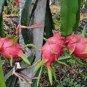 Hai'nan Pink Pitaya Dragon Fruit Cactus Plant 100 PCS Seeds