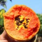 Hainan Red Papaya Green Skin Fruit 6 PCS Seeds