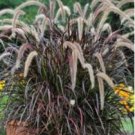 Half-Hardy Perennial Fountain Grass Pennisetum Setaceum Fireworks Bonsai 200 PCS Seeds