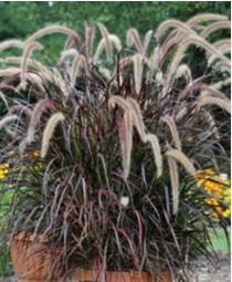 Half-Hardy Perennial Fountain Grass Pennisetum Setaceum Fireworks Bonsai 200 PCS Seeds