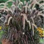 Half-Hardy Perennial Fountain Grass Pennisetum Setaceum Fireworks Bonsai 200 PCS Seeds