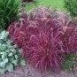 Half-Hardy Perennial Fountain Grass Pennisetum Setaceum Fireworks Bonsai 200 PCS Seeds