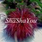Half-Hardy Perennial Fountain Grass Pennisetum Setaceum Fireworks Bonsai 200 PCS Seeds