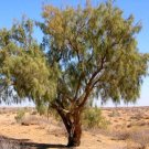 Haloxylon Ammodendron Tree Semente Plant Desert 50 PCS Seeds