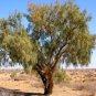 Haloxylon Ammodendron Tree Semente Plant Desert 50 PCS Seeds