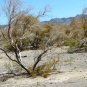 Haloxylon Ammodendron Tree Semente Plant Desert 50 PCS Seeds