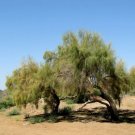 Haloxylon Ammodendron Tree Semente Plant Desert Tree Haloxylon 100 PCS Seeds