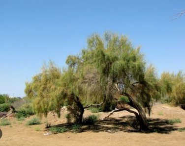 Haloxylon Ammodendron Tree Semente Plant Desert Tree Haloxylon 100 PCS Seeds
