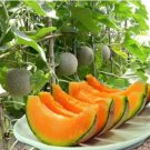 Hami Melon Sweet Honey-Dew Melon 8 PCS Seeds Hami Melon Sweet Honey-Dew Melon 8 PCS Seeds