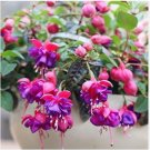 Hanging Bonsai Fuchsia Perennial Flowers 100 PCS Seeds