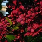 Hanging Geranium Purely Deep Red Perennial Bonsai Flowers 10 PCS Seeds Hanging Geranium Purely Deep Red Perennial Bonsai Flowers 10 PCS Seeds