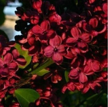 Hanging Geranium Purely Deep Red Perennial Bonsai Flowers 10 PCS Seeds