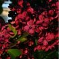 Hanging Geranium Purely Deep Red Perennial Bonsai Flowers 10 PCS Seeds