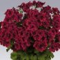 Hanging Geranium Purely Deep Red Perennial Bonsai Flowers 10 PCS Seeds