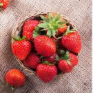 Hanging Giant Red Strawberry Fruits 100 PCS Seeds