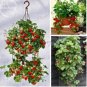 Hanging Giant Red Strawberry Fruits 100 PCS Seeds