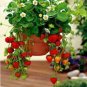 Hanging Giant Red Strawberry Fruits 100 PCS Seeds