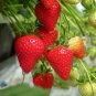 Hanging Giant Red Strawberry Fruits 100 PCS Seeds