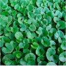 Hanging Green Creeping Dichondra Ornamental Leaves Plant 1000 PCS Seeds