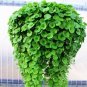 Hanging Green Creeping Dichondra Ornamental Leaves Plant 1000 PCS Seeds