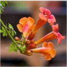 Hanging Orange Morning Glory Flower 50 PCS Seeds