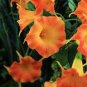Hanging Orange Morning Glory Flower 50 PCS Seeds