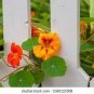 Hanging Orange Morning Glory Flower 50 PCS Seeds