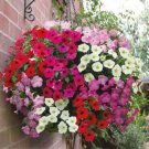 Hanging Petunia Bonsai Flower Blue 200 PCS Seeds Hanging Petunia Bonsai Flower Blue 200 PCS Seeds